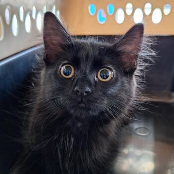Moesha -  Domestic Long Hair Cat for Adoption in Montgomery, Alabama - Moesha | PetCurious