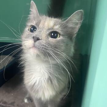 Remedy -  Domestic Medium Hair Cat for Adoption in Holly, Michigan - Remedy | PetCurious