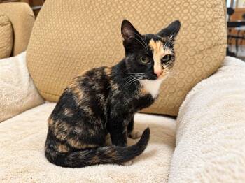 Ember -  Domestic Short Hair Cat for Adoption in Gladstone, Oregon - Ember | PetCurious