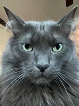 Rescue Domestic Long Hair Cats for Adoption in San Diego, California - Jasper | PetCurious