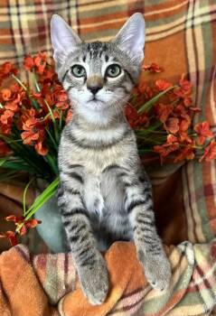 5/10/26 Ringo -  Domestic Short Hair Cat for Adoption in Stillwater, Oklahoma - 5/10/26 Ringo | PetCurious