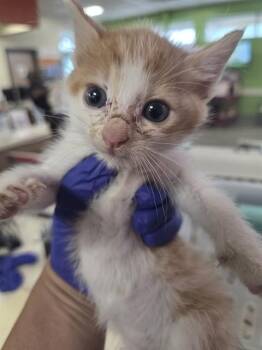 SUNKIST -  Domestic Short Hair Cat for Adoption in Louisville, Kentucky - SUNKIST | PetCurious