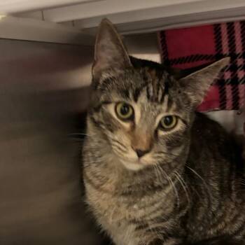 Eden -  Domestic Short Hair Cat for Adoption in Council Bluffs, Iowa - Eden | PetCurious