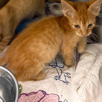 Fanta -  Domestic Short Hair Cat for Adoption in Galax, Virginia - Fanta | PetCurious