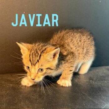 Domestic Short Hair Cats Available for Adoption in Pleasanton, Texas - Javier | PetCurious