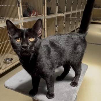 Sphynx -  Bombay and Domestic Short Hair Cat for Adoption in Clarksville, Virginia - Sphynx | PetCurious