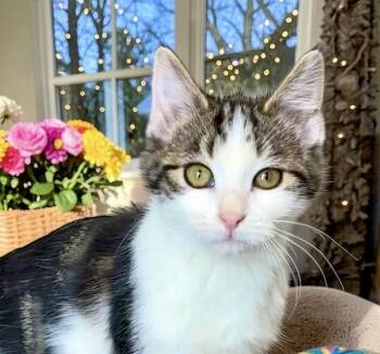 Domestic Short Hair Cats Available for Adoption - Salsa - KITTEN | PetCurious