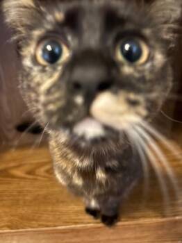 Domestic Short Hair Cats Available for Adoption in Gig Harbor, Washington - Hudson | PetCurious