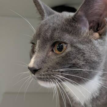 Pear -  Domestic Short Hair Cat for Adoption in South Burlington, Vermont - Pear | PetCurious