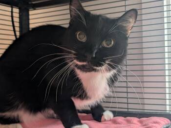 Smokey -  Domestic Short Hair Cat Available for Adoption in Shelton, Washington - Smokey | PetCurious