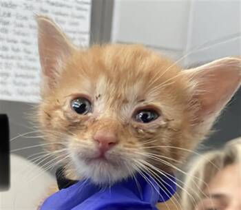 Domestic Short Hair Cats Available for Adoption in Dallas, Texas - KENOBI | PetCurious