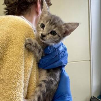 Formuoli -  Domestic Short Hair Cat for Adoption in Richmond, Virginia - Formuoli | PetCurious