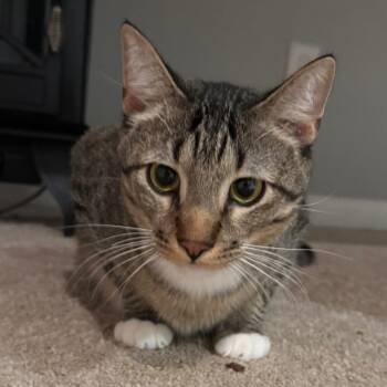 Rescue Domestic Short Hair Cats for Adoption in Saint Paul, Minnesota - Cooper | PetCurious