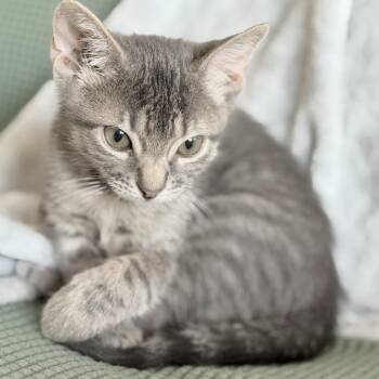 Ash -  Domestic Short Hair Cat for Adoption in Lewisville, Texas - Ash | PetCurious