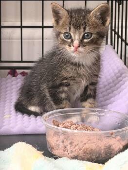 Domestic Short Hair Cats Available for Adoption in Batesville, Arkansas - Boswell | PetCurious