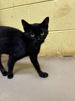 Maleficent -  Domestic Short Hair Cat for Adoption in Crossville, Tennessee - Maleficent | PetCurious