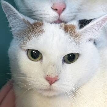 Rescue Domestic Short Hair Cats for Adoption in Jefferson, Wisconsin - Bandit - Reduced Fee! | PetCurious