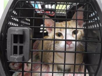 CRAB -  Domestic Short Hair Cat for Adoption in Omaha, Nebraska - CRAB | PetCurious
