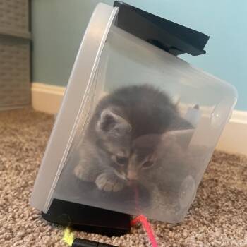 Squid -  Domestic Short Hair Cat for Adoption in Fairfax Station, Virginia - Squid | PetCurious