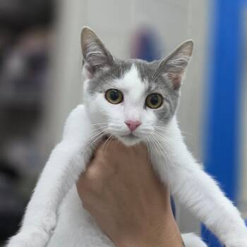 Sirena -  Domestic Short Hair Cat for Adoption in Huntsville, Alabama - Sirena | PetCurious