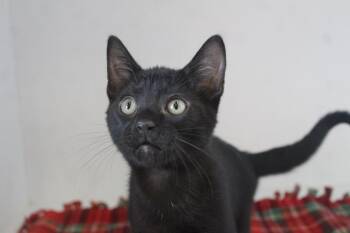 Goof Troop -  Domestic Short Hair Cat for Adoption in Chestertown, Maryland - Goof Troop | PetCurious
