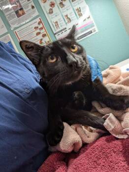 Gauntlet -  Domestic Short Hair Cat for Adoption in Sherwood, Oregon - Gauntlet | PetCurious