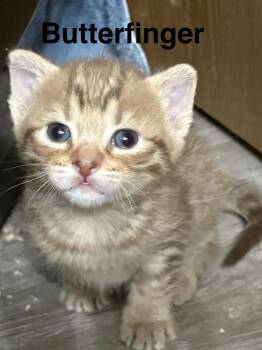 Butterfinger -  American Shorthair Cat for Adoption in Telford, Pennsylvania - Butterfinger | PetCurious