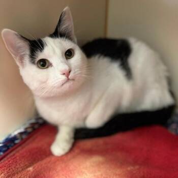 Domestic Short Hair Cats Available for Adoption in South Elgin, Illinois - Fidget | PetCurious