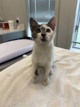 Lana -  Domestic Short Hair Cat for Adoption in Lafayette, Indiana - Lana | PetCurious