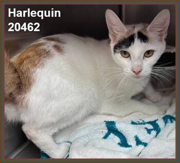 HARLEQUIN -  Domestic Short Hair and Calico Cat for Adoption in Marietta, Georgia - HARLEQUIN | PetCurious