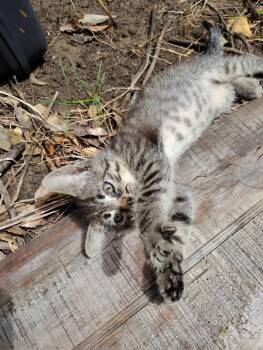 Morsel -  Domestic Short Hair Cat for Adoption in Coldspring, Texas - Morsel | PetCurious