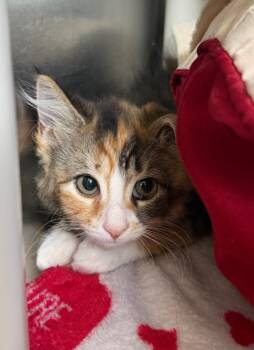 Artemis -  Domestic Short Hair Cat for Adoption in Pomona, New York - Artemis | PetCurious