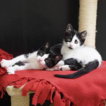 Domestic Short Hair Cats Available for Adoption in Naperville, Illinois - Kiwi | PetCurious