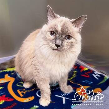 Ragdoll Cats Available for Adoption in Irvine, California - MAI | PetCurious