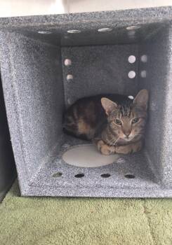Wafer -  Domestic Short Hair Cat for Adoption in Athens, Tennessee - Wafer | PetCurious
