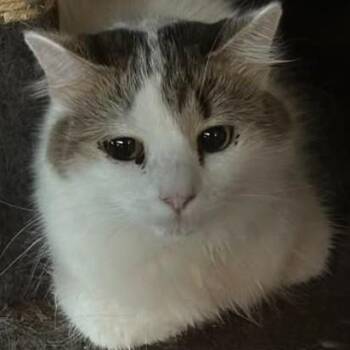 Rescue Domestic Short Hair Cats for Adoption in Duette, Florida - Mavis | PetCurious