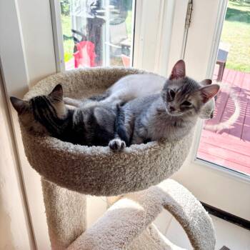 Noah -  Domestic Short Hair and Siamese Cat for Adoption in Saint Paul, Minnesota - Noah | PetCurious