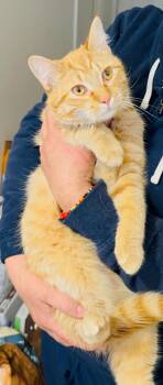 Domestic Short Hair Cats Available for Adoption - Georgie | PetCurious