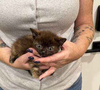 Truffles -  Domestic Short Hair and Domestic Medium Hair Cat for Adoption in Wilmington, North Carolina - Truffles | PetCurious