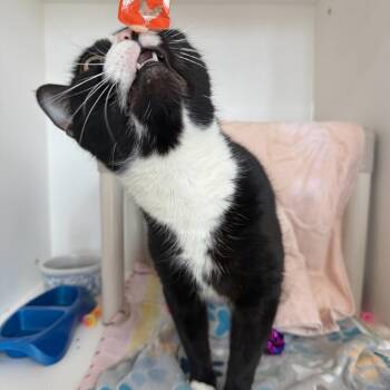 Domestic Short Hair Cats Available for Adoption in Warwick, Rhode Island - MaMa | PetCurious
