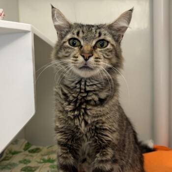 Gabby -  Domestic Short Hair Cat for Adoption in Los Angeles, California - Gabby | PetCurious