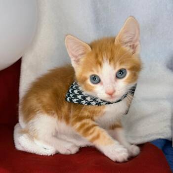 Bruce Lee -  Domestic Short Hair Cat for Adoption in Mount Vernon, Illinois - Bruce Lee | PetCurious
