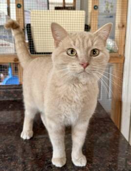 Mika -  Domestic Short Hair Cat for Adoption - Mika | PetCurious