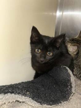 Nora -  Domestic Short Hair Cat for Adoption in Picayune, Mississippi - Nora | PetCurious