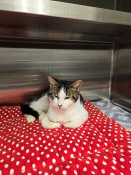 Rescue Domestic Short Hair Cats for Adoption in Hilton Head Island, South Carolina - Sheldon | PetCurious