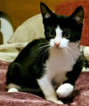 Rescue Tuxedo Cats for Adoption in Beckley, West Virginia - Charlie | PetCurious