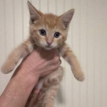 Victory -  Domestic Short Hair Cat for Adoption in Sequatchie, Tennessee - Victory | PetCurious