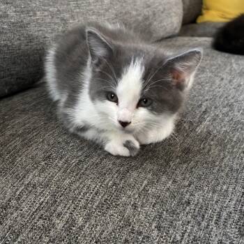 Edward -  Domestic Short Hair Cat for Adoption in Pinole, California - Edward | PetCurious