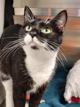 Rescue Domestic Short Hair Cats for Adoption in Hilton Head Island, South Carolina - Trader | PetCurious