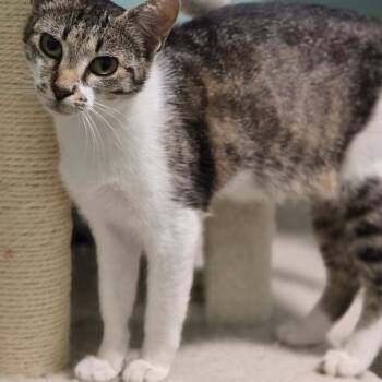 Jose -  Domestic Short Hair Cat for Adoption in Mansfield, Texas - Jose | PetCurious